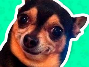 Meme Dog Quiz - Fun Personality Game